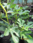 Preview: Feige  carica Goutte d or